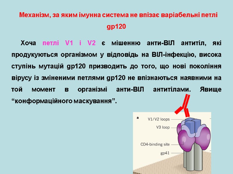 Механізм, за яким імунна система не впізає варіабельні петлі gp120  Хоча петлі V1